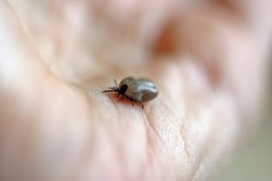 Borrelia från fästingbett