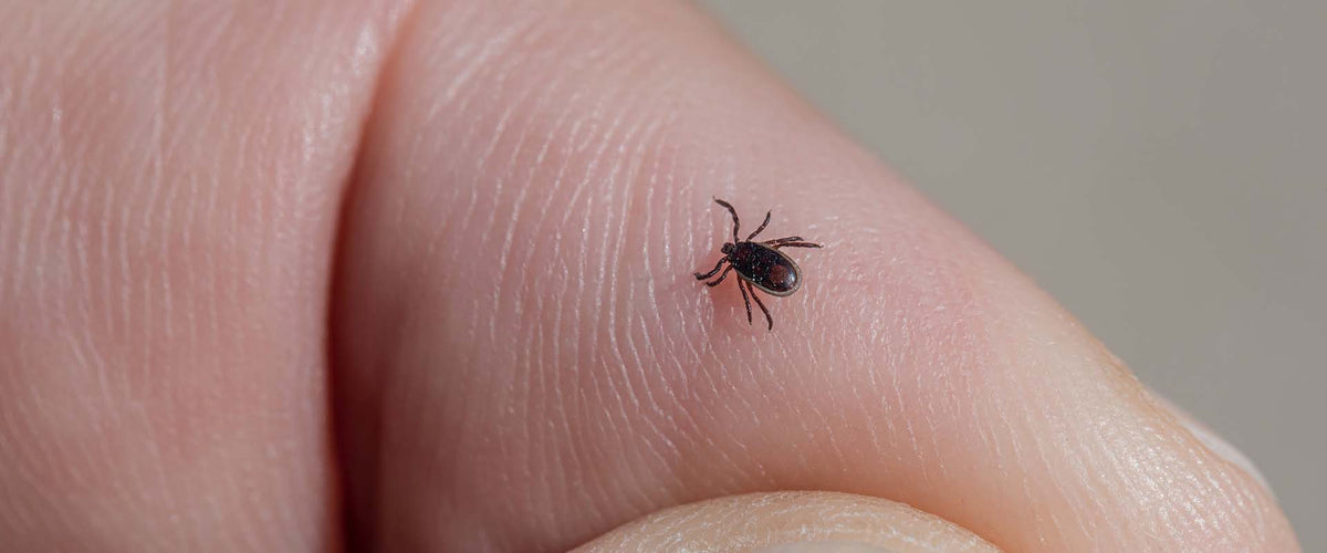 Borrelia från fästingbett