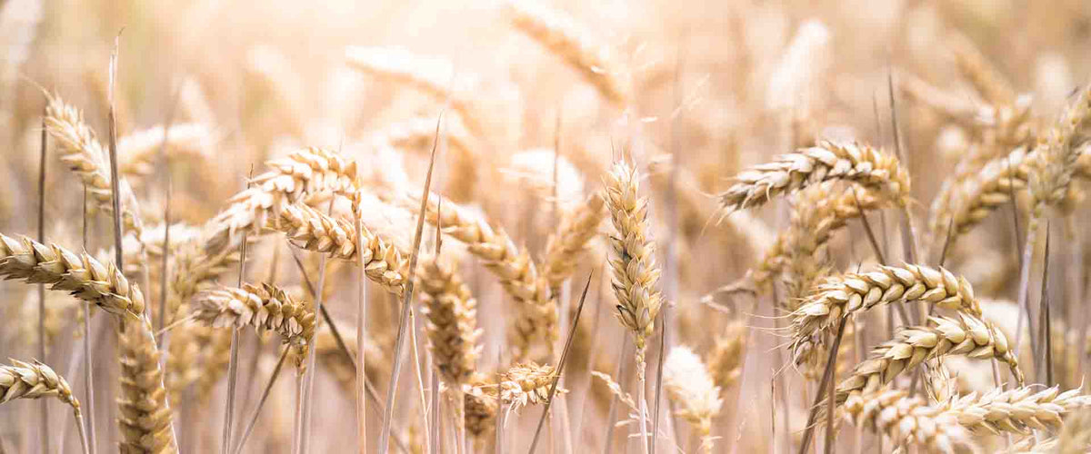 Glutenintolerans